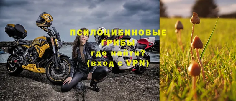 Галлюциногенные грибы Psilocybe  Кадников 